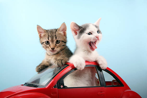 Happy kittens on vacations stock photo