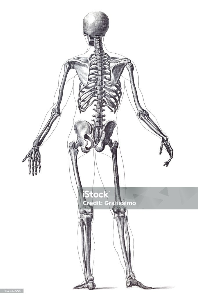 Esqueleto humano 1851 grabado - Ilustración de stock de Estar de pie libre de derechos