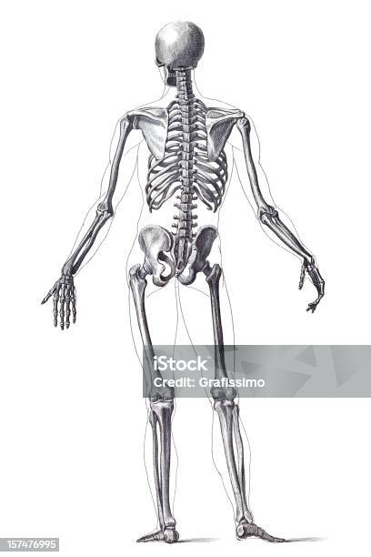Ilustración de Esqueleto Humano 1851 Grabado y más Vectores Libres de Derechos de Estar de pie - Estar de pie, Personas, Vista posterior