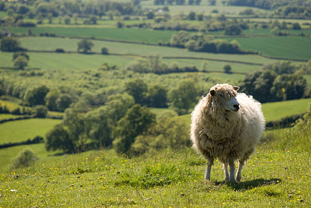 pecore in un campo in inglese - cotswold foto e immagini stock
