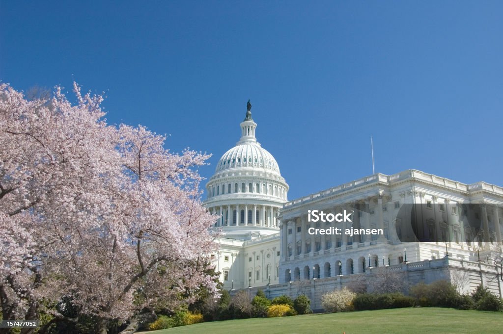 Fiori di ciliegio at Capitol hill - Foto stock royalty-free di Washington DC