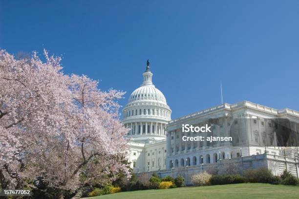 Fiori Di Ciliegio At Capitol Hill - Fotografie stock e altre immagini di Washington DC - Washington DC, Primavera, Capitol Building