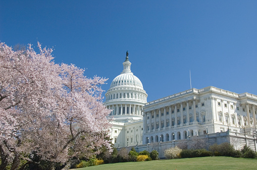 cherry blossoms at Capitol hill