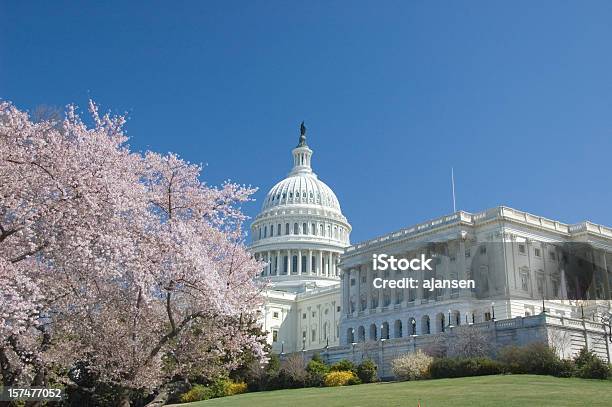 Wiśniowe Kwiaty Na Capitol Hill - zdjęcia stockowe i więcej obrazów Waszyngton DC - Waszyngton DC, Wiosna, Kapitol - Capitol Hill