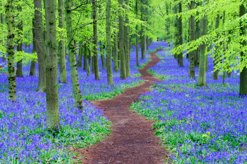 An April abundance of flowering wild Bluebells in a woodland setting of ancient trees and rotting fallen trunks create a beautiful scenic purple landscape of natural wildflowers in Pamhill, Wimborne, Dorset, England