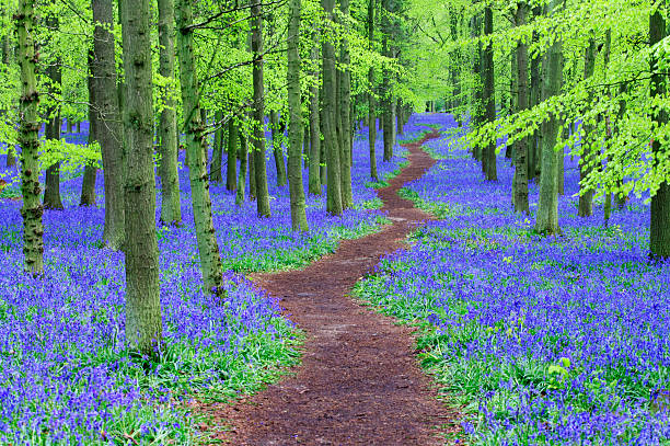 Path winding through a Bluebell wood  bluebell photos stock pictures, royalty-free photos & images