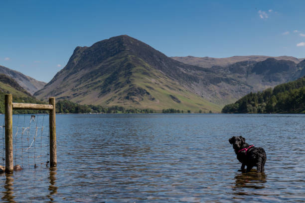 istock Black Labrador in Buttermere Lake 1574771488