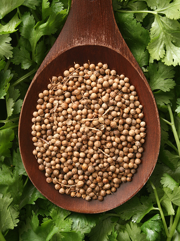 Top view of wooden spoon with coriander on it and cilantro leaves underneath. Both the seeds and the leaves are used for seasoning and belong to the same plant despite their different names