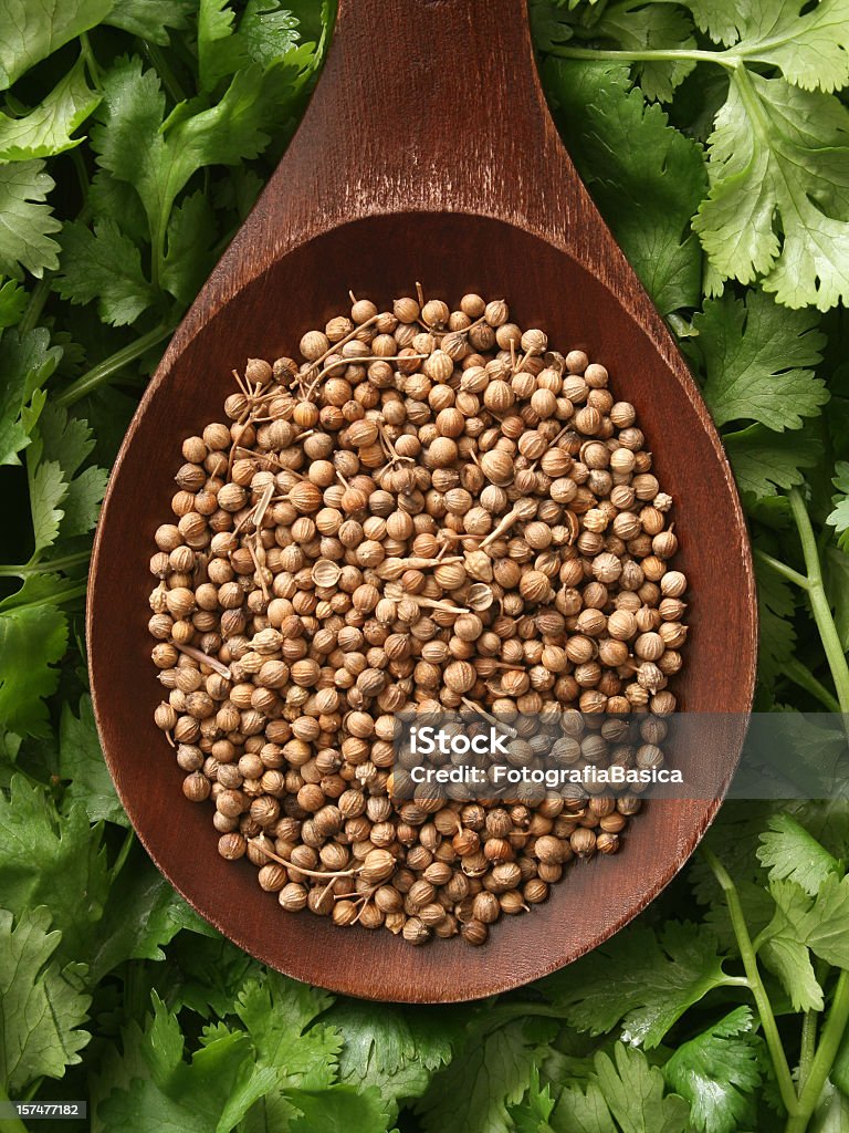 Coriander seeds and cilantro leaves Top view of wooden spoon with coriander on it and cilantro leaves underneath. Both the seeds and the leaves are used for seasoning and belong to the same plant despite their different names Coriander Seed Stock Photo