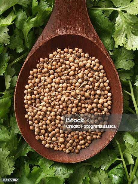 Coriander Seeds And Cilantro Leaves Stock Photo - Download Image Now - Coriander Seed, Leaf, Abundance