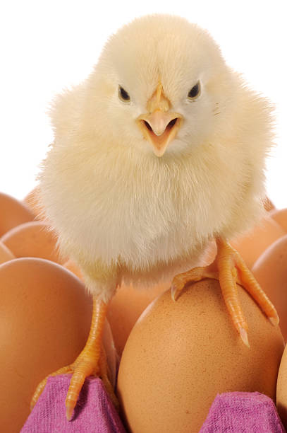 chick su uova - brooder foto e immagini stock
