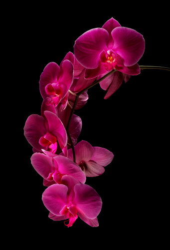 Large format shot of red orchids against black backdrop.
