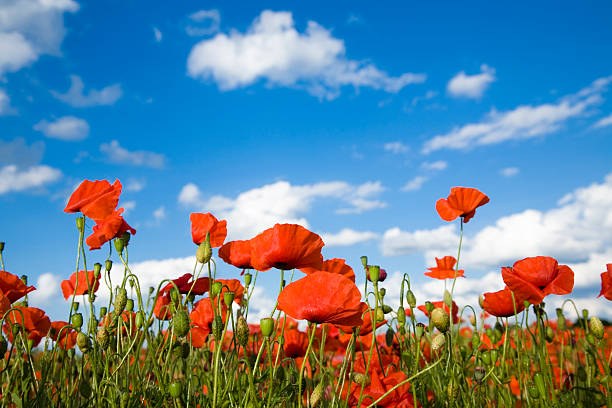 istock Poppies against Blue Sky 157477289