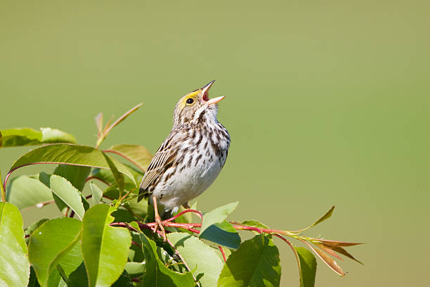 resorte de sing - pájaro cantor fotografías e imágenes de stock