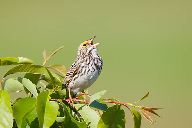 Spring Sing Savannah Sparrow  birdsong photos stock pictures, royalty-free photos & images