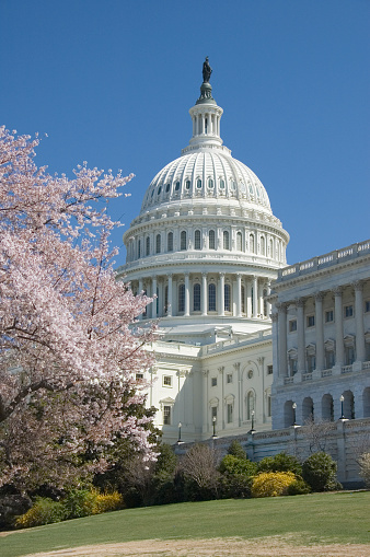 Cerezos en flor en Capitol hill photo