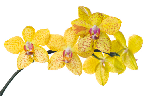 Bunch of luxury Yellow orchid flowers on stem isolated on white background. Studio shot.