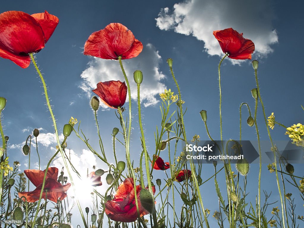 Campo di poppies - Foto stock royalty-free di Ambientazione esterna