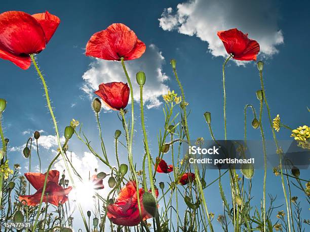 Campo Di Poppies - Fotografie stock e altre immagini di Ambientazione esterna - Ambientazione esterna, Bellezza naturale, Blu
