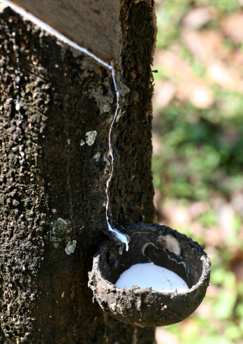 The crude nature of rubber tapping is shown here with a half a coconut shell as the collection cup of a rubber tree with it's bark cut to make the latex drip into the cup. Shallow DOF with focus on the latex running down the cut through the rough bark. hi ASA image from Eos 5d. Visit My Portfolio?