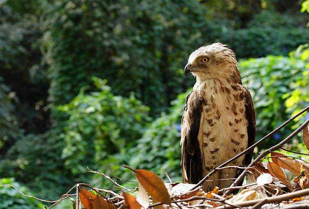 Short-toed Eagle. stock photo