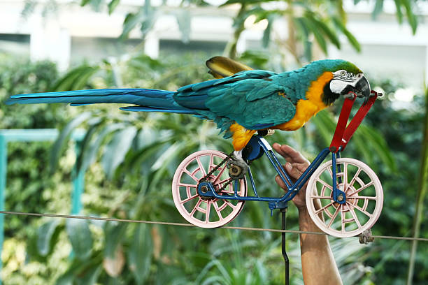 ara papagei fahren fahrrad am seil - hamat gader stock-fotos und bilder