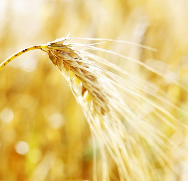 roggen-호밀 접사를 - wheat whole wheat close up corn on the cob 뉴스 사진 이미지