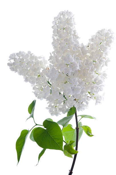 Bunch of fresh White lilac flowers on branch with green leaves isolated on white background.
