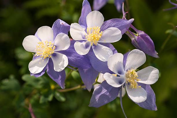 Wild Columbine - three Columbine along Spring Creek trail in Routt National Forest in Colorado. columbine stock pictures, royalty-free photos & images