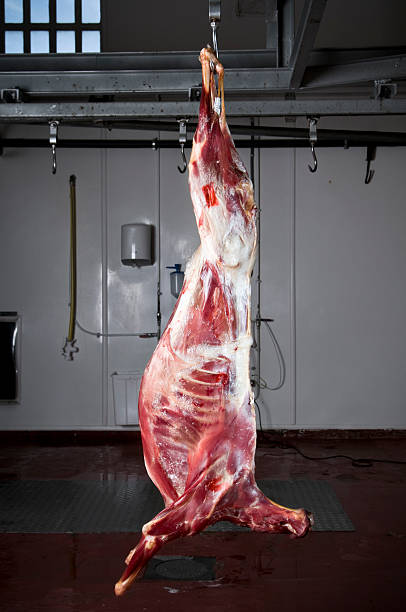 abattoir - butcher butchers shop slaughterhouse hook photos et images de collection