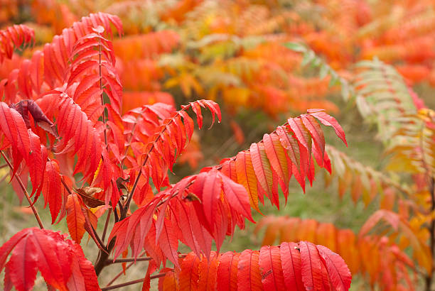 Sumac Leaves in Autumn stock photo