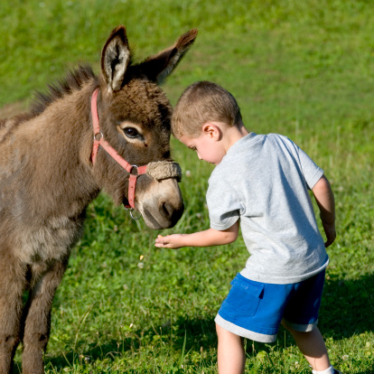 Shown here is a three year old boy standing in a field feeding a miniature burro.