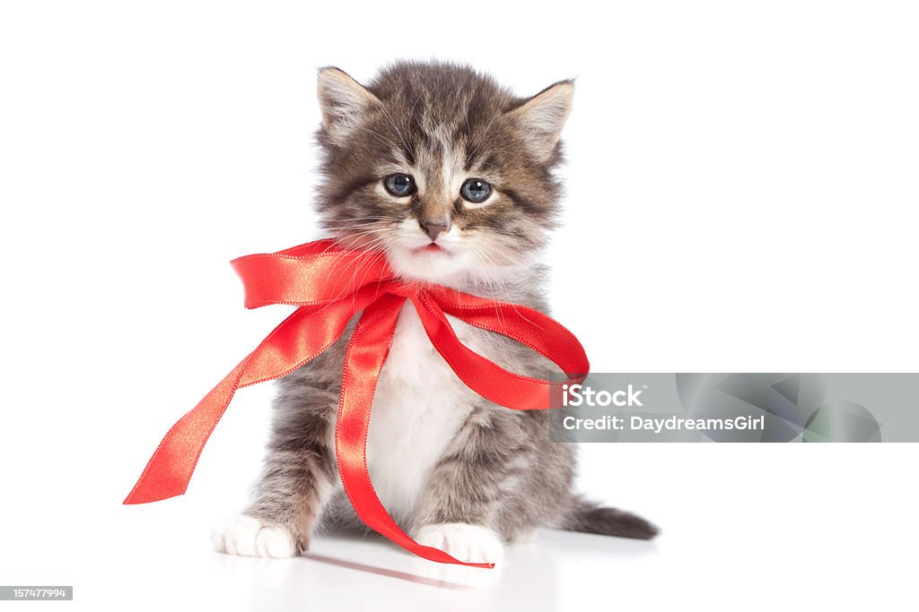 Haustier Katze mit roter Schleife Bow isoliert auf weißem Hintergrund - Lizenzfrei Hauskatze Stock-Foto