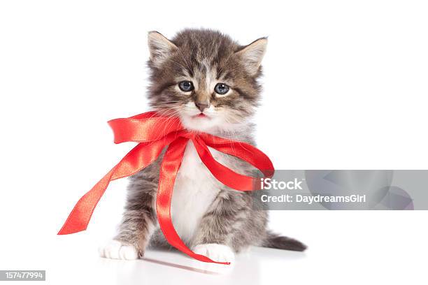 Haustier Katze Mit Roter Schleife Bow Isoliert Auf Weißem Hintergrund Stockfoto und mehr Bilder von Hauskatze