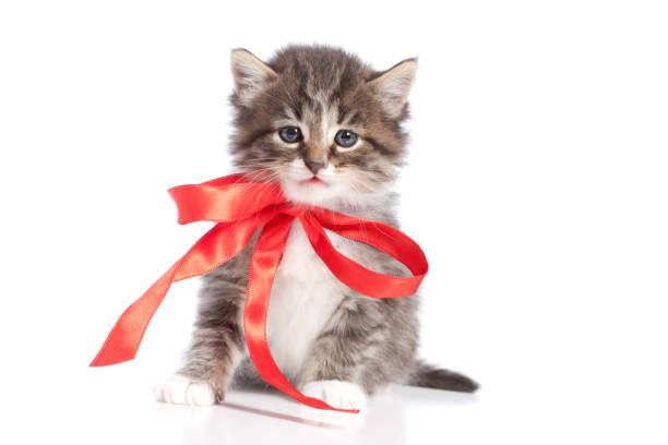 7,900+ Cat Ribbon Stock Photos, Pictures & Royalty-Free Images