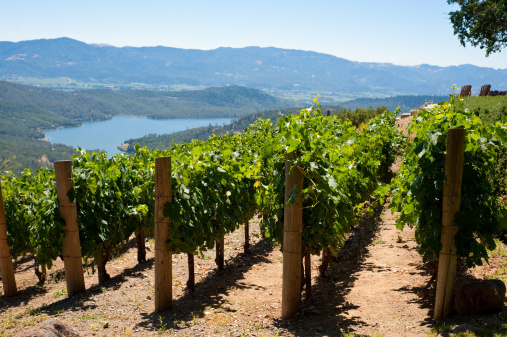 Rows of hillside vineyards above Napa Valley, lake in background.