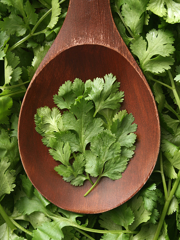 Top view of wooden spoon full of fresh cilantro leaves 