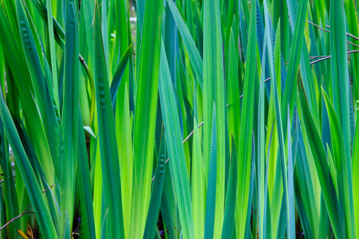 A close up of green reeds by a lake shore.