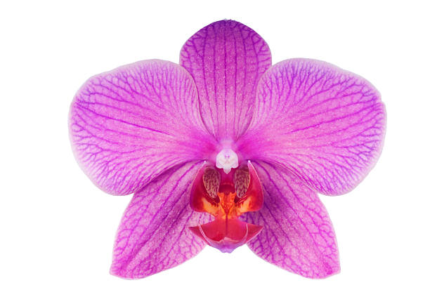 красивые роскошные фиолетовый орхидея на белом фоне. - flower purple macro bud стоковые фото и изображения