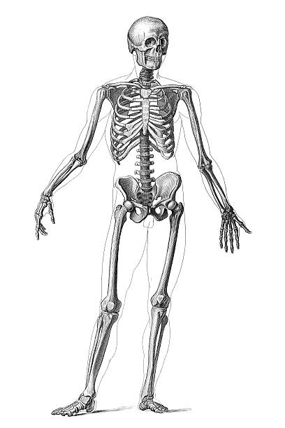 ilustraciones, imágenes clip art, dibujos animados e iconos de stock de esqueleto humano 1851 grabado - pencil drawing drawing anatomy human bone