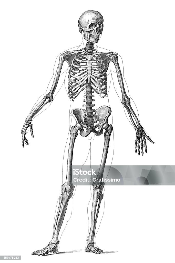 Engraving human skeleton 1851  Human Skeleton stock illustration