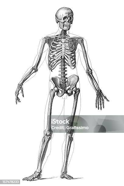 Engraving Human Skeleton 1851 Stock Illustration - Download Image Now - Human Skeleton, Anatomy, Black And White