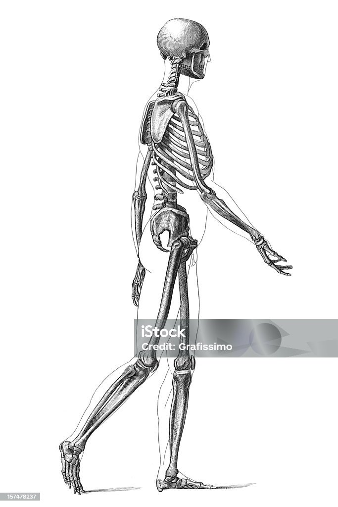 Engraving human skeleton walking 1881 http://farm7.static.flickr.com/6115/6238795171_16bf94e6f4.jpg?v=0 Anatomy stock illustration