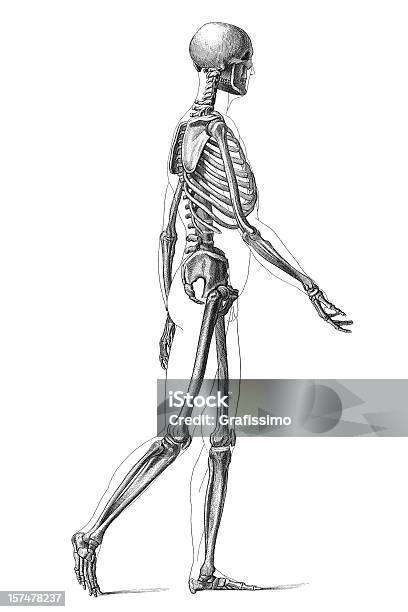 Engraving Human Skeleton Walking 1881 Stock Illustration - Download Image Now - Anatomy, Black And White, Human Skeleton