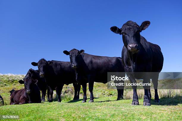 Four Cows Stock Photo - Download Image Now - Cattle, Exmoor, Exmoor National Park