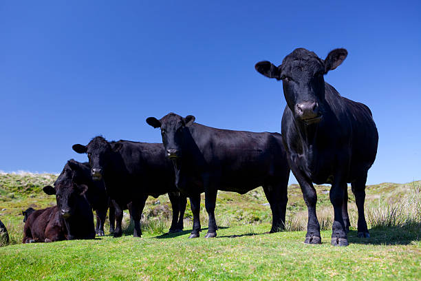 cztery krowy - exmoor national park zdjęcia i obrazy z banku zdjęć