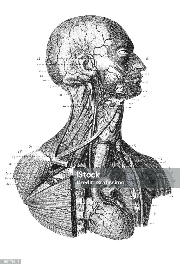 torso 1851 grabado humanos - Ilustración de stock de Anatomía libre de derechos