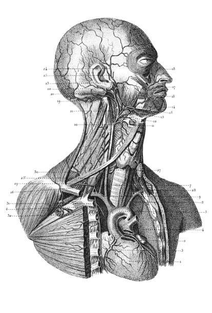 гравировка человеческого торса 1851 - human blood vessel healthcare and medicine illustration and painting color image stock illustrations