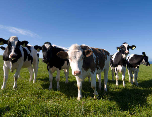 istock Curious Friesians in a Scottish field 157478476