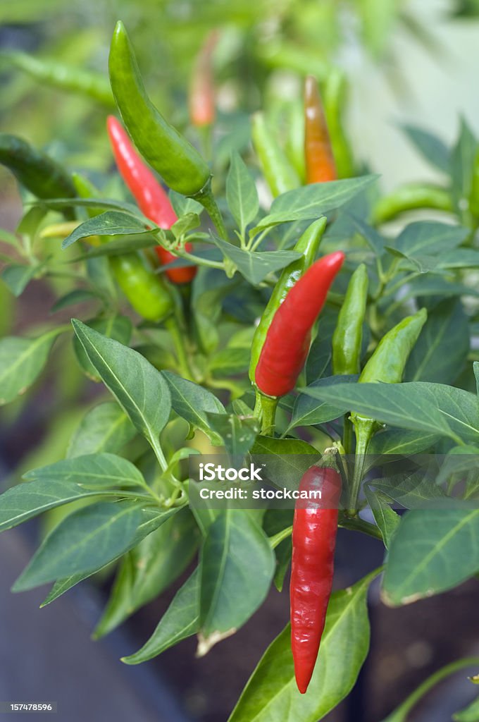 Red hot chilli peppers de - Royalty-free Ao Ar Livre Foto de stock